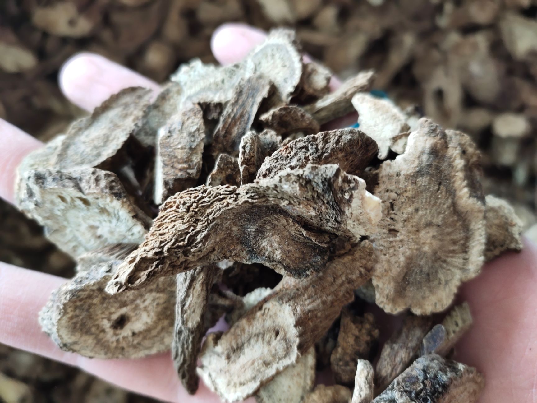 【文斌药业】木香 云木香 气味浓