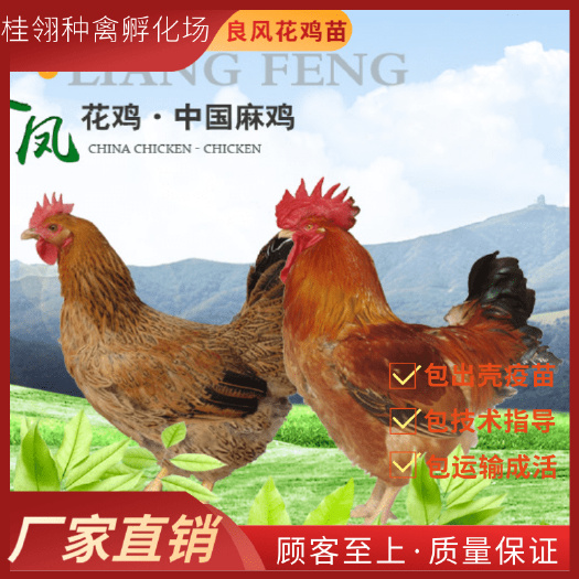 南宁 良风花鸡苗  快大型   肉鸡苗