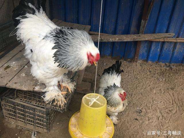 嘉祥县 婆罗门鸡苗