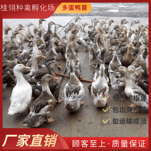 南宁 多蛋鸭苗  蛋鸭苗  纯种