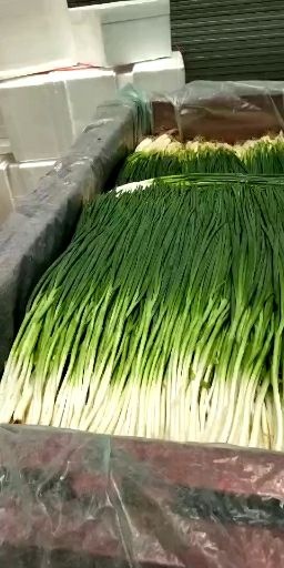  精品香葱