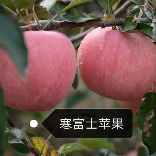 营口蛇果苹果苗 果