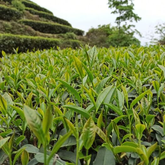 平和县 高山有机茶 乌龙茶 特级白芽奇兰茶 平和特产