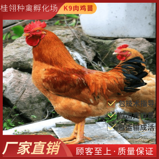 南宁K9鸡苗  k9鸡苗 快大型肉鸡  可零售  可批发