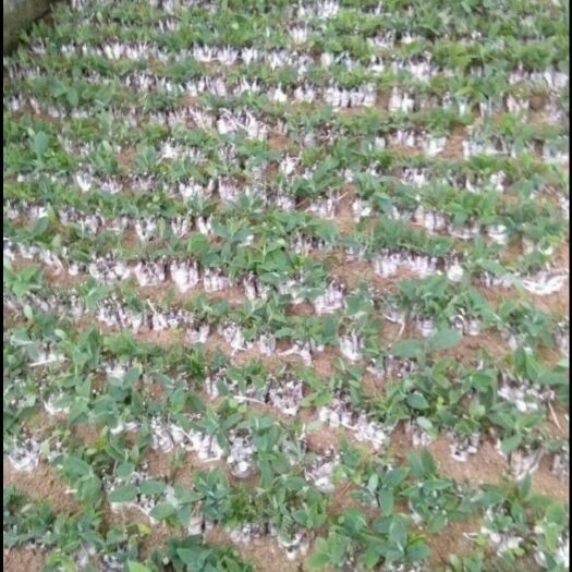 隆回县湘蕾金银花苗 金银花寸苗，一年生幼苗