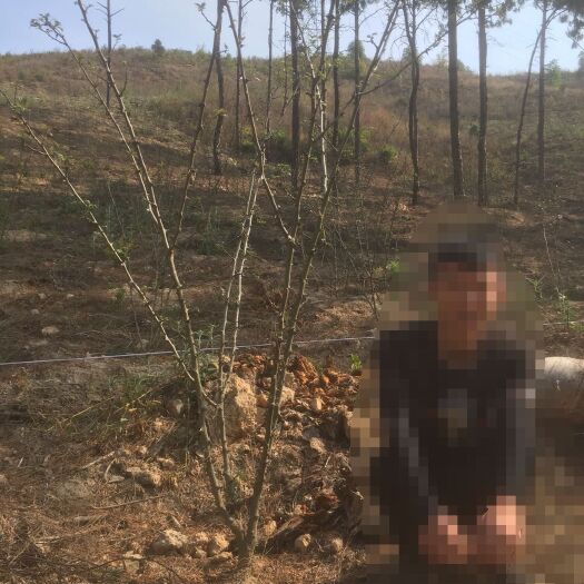 玉溪大红袍花椒苗 大红袍花椒树3年树