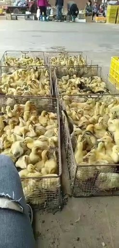 南宁 樱桃谷鸭苗