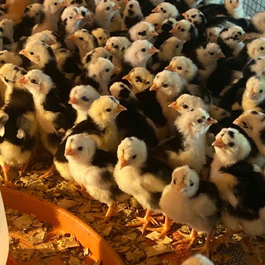 南宁火鸡苗 统货
