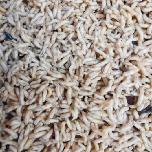 大邑县蛋白质饲料 无菌保鲜蝇蛆水产对虾蛋白饲料黑水虻家禽活体饲料