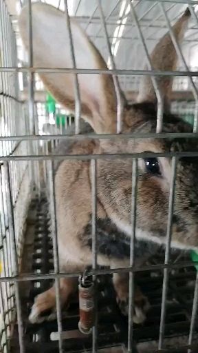 嘉祥县 肉兔  种兔  免费运输