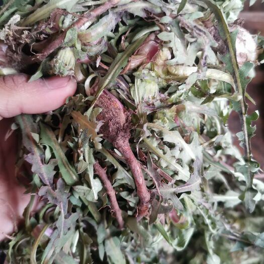 庄浪县蒲公英菜 自家果园种植的蒲公英