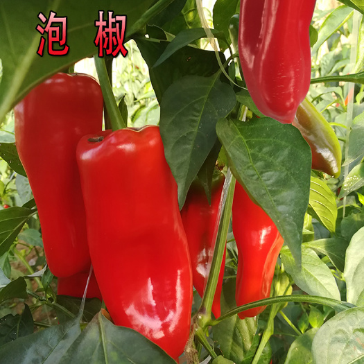 青州市 山东产地直销 泡椒红辣椒鲜辣椒