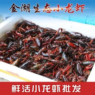 金湖县 小龙虾，要虾苗也可以联系