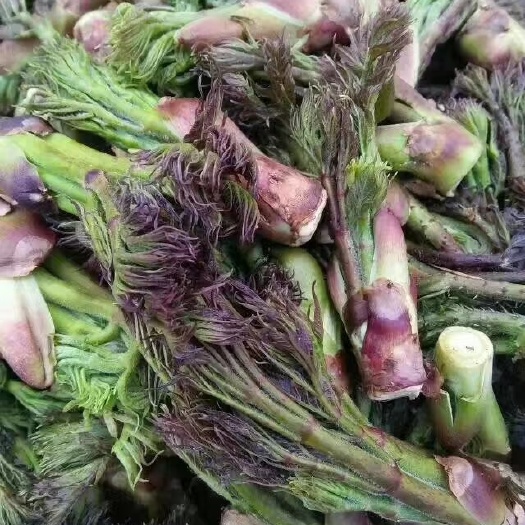 本溪县刺老芽 山野菜刺龙芽