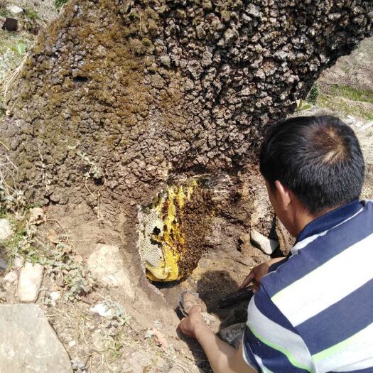 楚雄市 云南省楚雄彝族自治州哀牢山无污染土蜂蜜