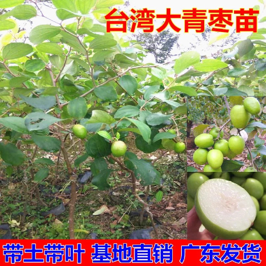 普宁市青枣苗 蜜栆