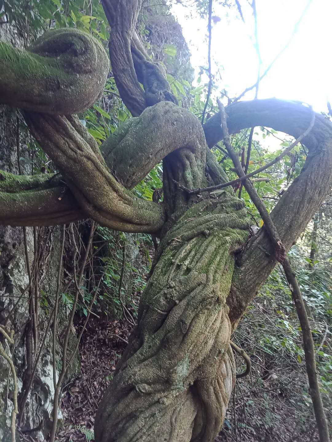  雪峰山鸡血藤，天然价值，做花园景观观赏价值