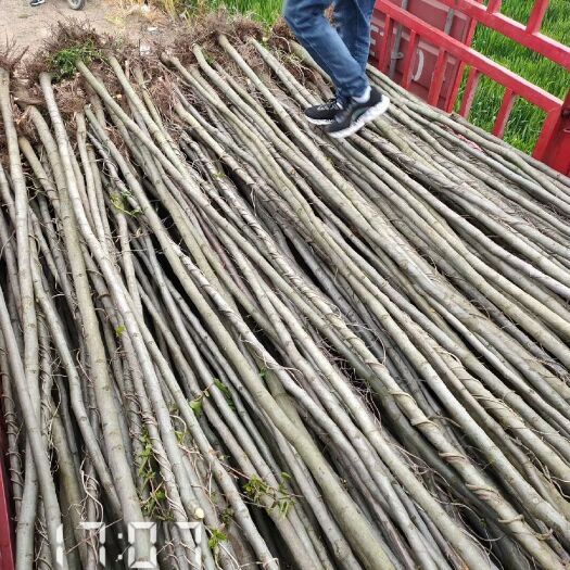 桐柏县南栾