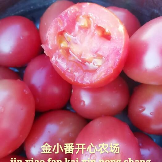漯河 河南漯河源汇区无公害小番茄圣女果千禧果