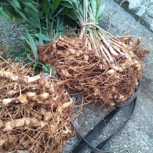 资兴市黄精种苗 大量黄精苗出售，价格美丽，欢迎咨询