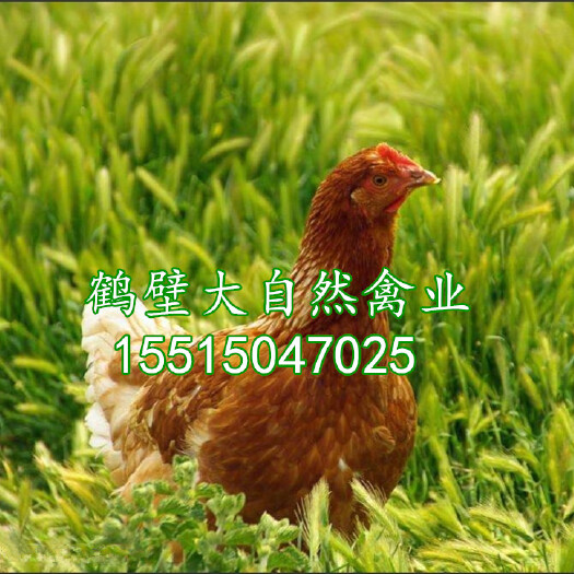 鹤壁优质60日龄海澜褐青年蛋鸡，大厂鸡苗，防疫到位，体重颈双达