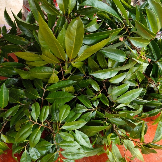 灵山县桂味荔枝苗  荔枝苗树苗妃子笑糯米滋荔枝王桂味无核南方果树苗嫁接苗正版现货