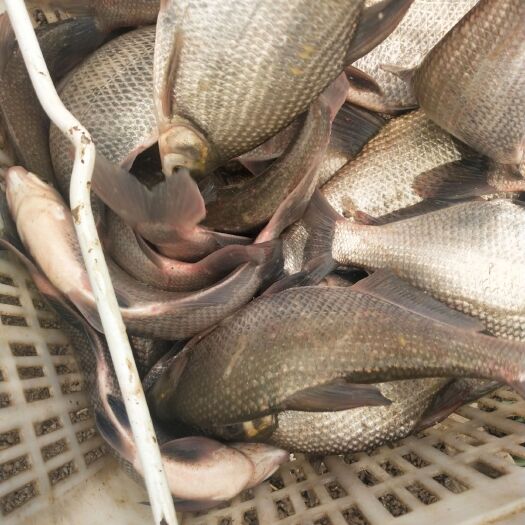 武汉优质鳊鱼，1斤至2斤大鳊鱼