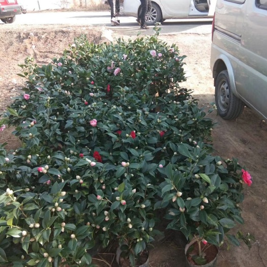 平邑县荷尔茶花  茶花树带花苞，当年开花，包技术