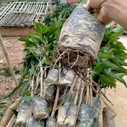 灵山县妃子笑荔枝苗 想要果苗品种可以来咨询我，你要的规格、数量、价格可以商议
