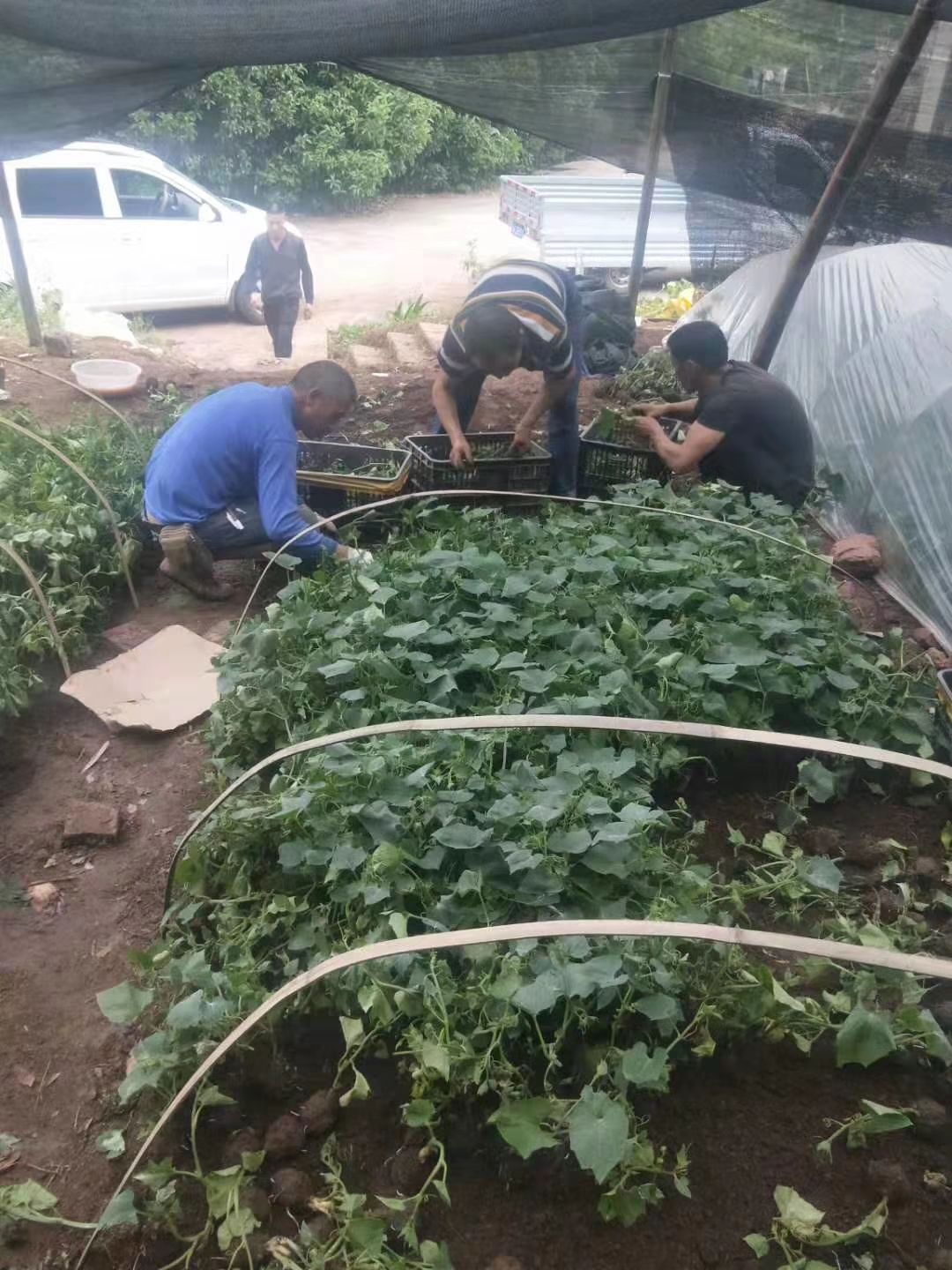 土耳苕苗 土耳苕种苗，雅安当地正宗种苗，专业育苗六年，种植技术全授