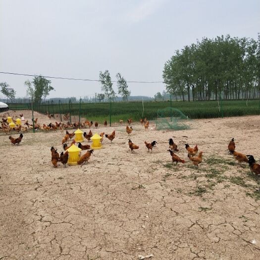 睢宁县 散养土鸡