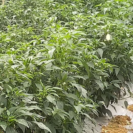 龙州县 广西农家自种新鲜小米朝天椒，5斤装38块包邮，2件起批