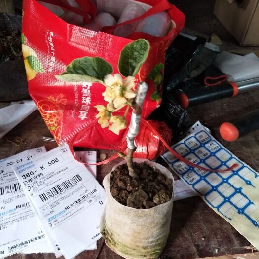 平邑县红心猕猴桃苗 盆栽弥猴桃带花带叶发货适合南北方种植