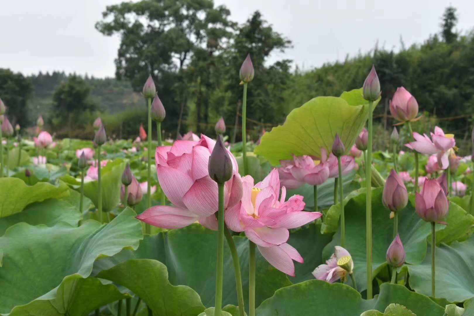 太空莲36号藕种  太空莲36号 红花莲 水果莲藕苗