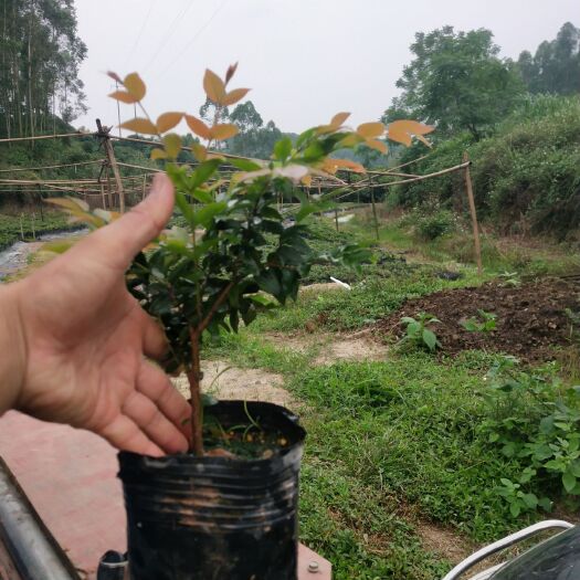 灵山县嘉宝果苗 嘉宝果批发，农户自产自销。大小苗都有。