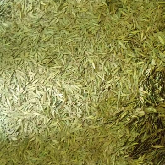 金华 茶龙井茶绿茶乌牛早，龙井43，土茶白茶。