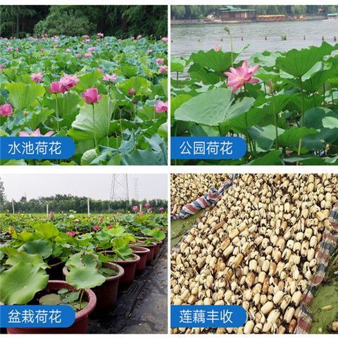 沭阳县巨无霸藕种  【食用藕苗】食用莲藕种苗脆藕粉藕菜藕苗盆栽水缸水桶观赏荷花