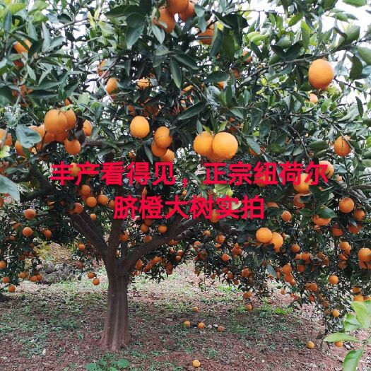 灵山县纽荷尔脐橙苗 脐橙苗橙子苗嫁接脐橙树苗嫁接果树苗