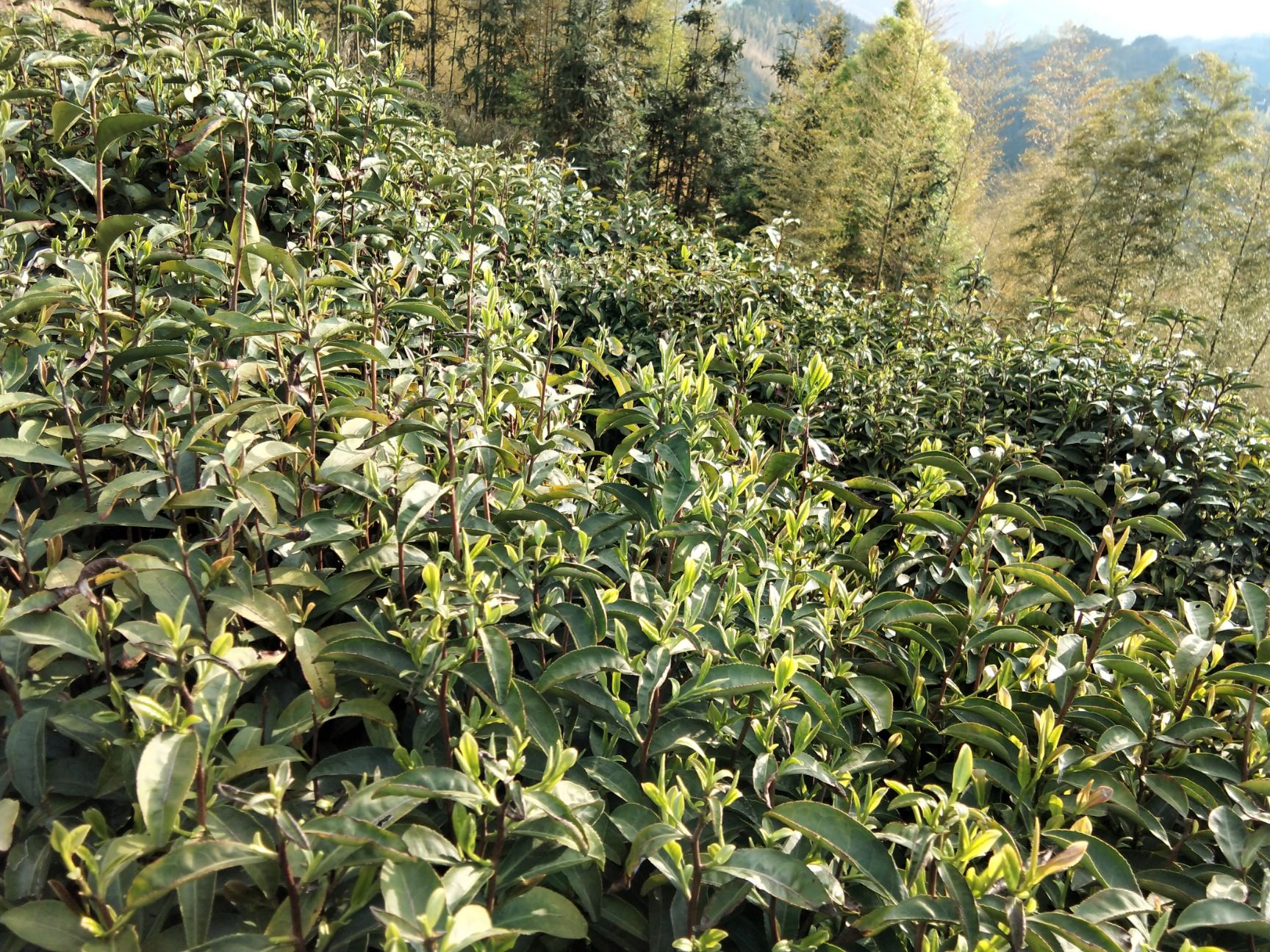 高山野生茶 安徽岳西大别山高山无公害茶，