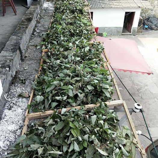 镇雄县 山货淫羊藿