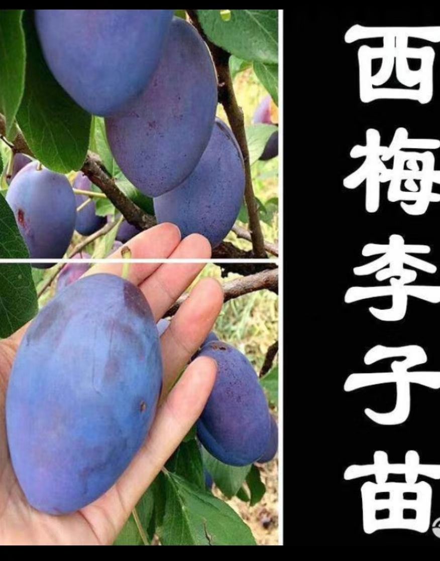 西梅苗 西梅李子苗