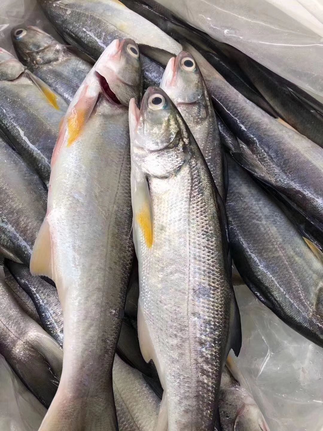  本港深海海鲜水产 可一件代发