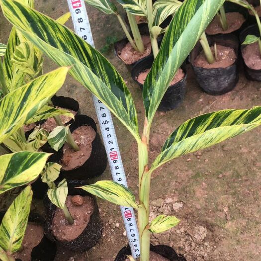 漳州花叶良姜盆栽 花叶良姜别墅花园绿化公路小区绿化