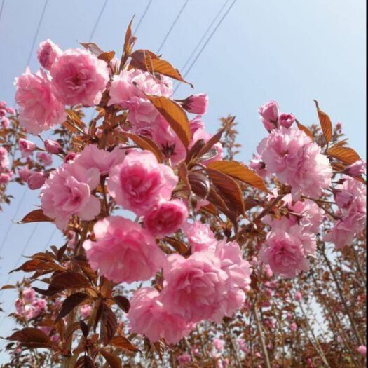 晚樱  樱花，规格齐全，杆直冠幅饱满，基地直销