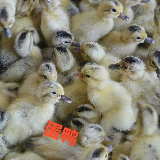 南宁 蛋鸭苗