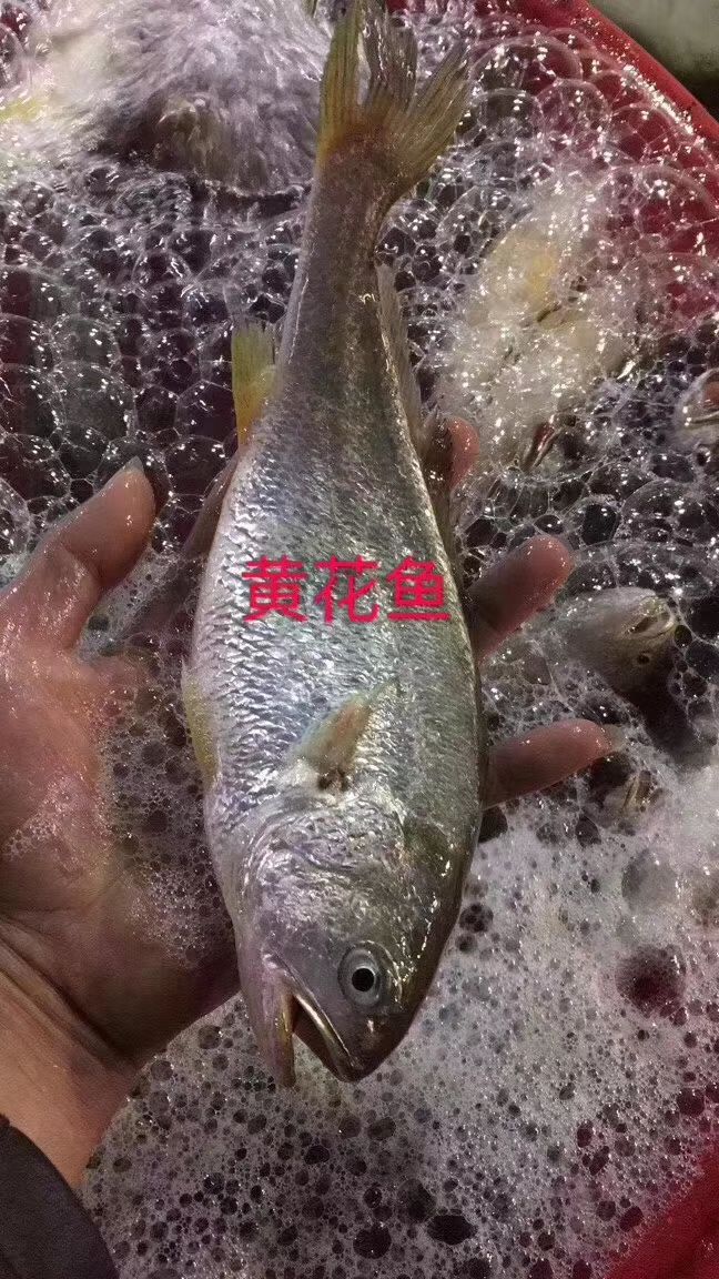  本港深海海鲜水产 可一件代发