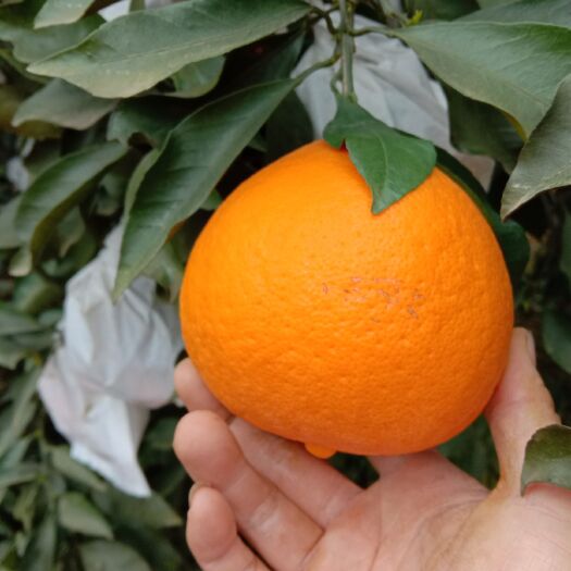 眉山青见柑桔 7.5 - 8cm