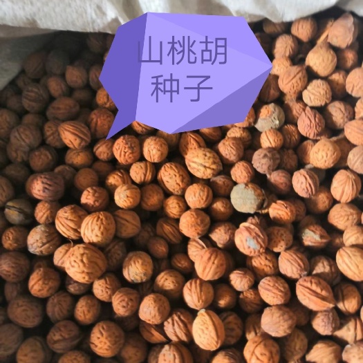 桃树种子 山桃核，质量可靠，欢迎定购