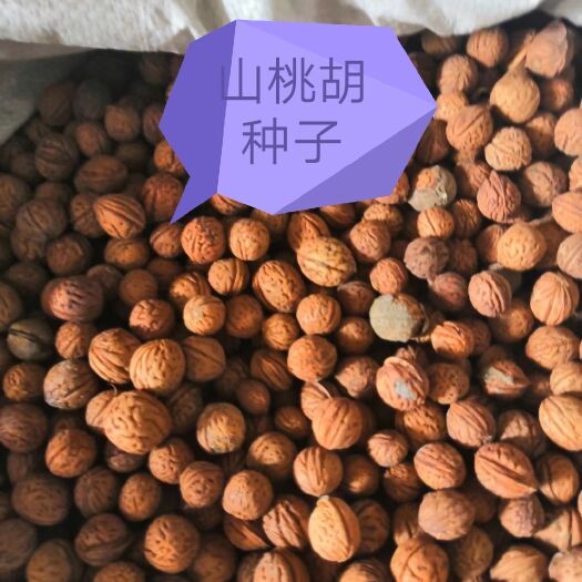 林州市桃树种子 山桃核，质量可靠，欢迎定购