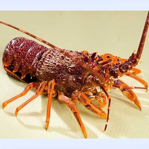 上海 澳洲龙虾澳龙500-1000克